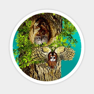 Nesting Owl Magnet